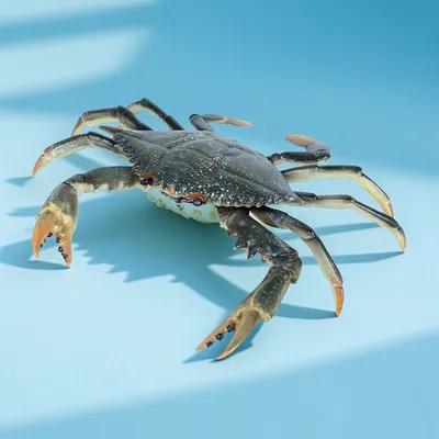 1Pcs High-Definition Crab Scul - Marine Life Aquariums recension och pris